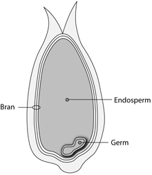 Drawing of the structure of grain